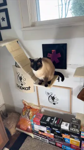 The Secret Sauce #bap #cat #game #forpets #kickstarter