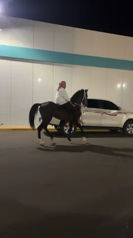 ابو علي و#البطل #نبراس #مرعب #خيل_وخياله🐎 #الوادي 