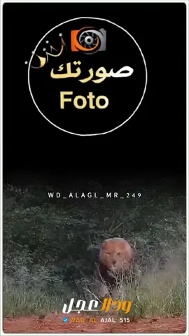 جديد مافي 😅 #مليون_مشاهدة❤ #قوالب_كاب_كات_هيثم_زمراوي #نهرالنيل_الدامر_عطبره_شندي_بربر #زمراويك_يجرحك_ويداويك_ 