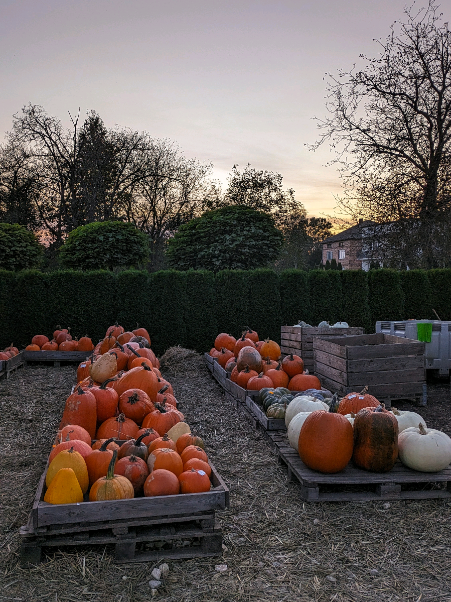 maybe this season isn’t about moving forward but about staying still just long enough to feel how beautiful it is to simply be here between what was and what’s yet to come the air turns colder the light fades a little sooner and the days move at their own pace maybe it’s a time to rest to think to watch the leaves fall and not rush to pick them up the world slows down this time of year and maybe if you let it you will too 🤍