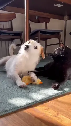 Friendship between cat and dog 🐱❤️🐶 #cat #dog #pet #baby #Love #TrueLove #lovestory #bestfriend #cute #dogsofttiktok #foryou #usa🇺🇸 