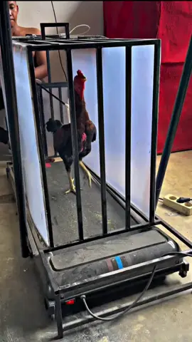 ##sw #gusiqdam #peternakmuda #bangkokthailand #pakoy 