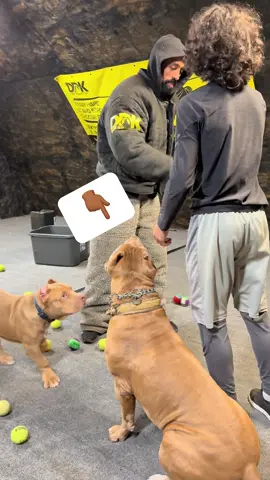 When Little Bro’s Pitbull Takes Training TOO Serious 😳🐾 He said “protect me from the bad guy!” — the dog said say less. 😂💪 Lil man caught a punch AND gave one back! This duo’s gonna be a problem. 🥊🐶 #foryou  #BrotherGoals #fyp #dogsoftiktok 