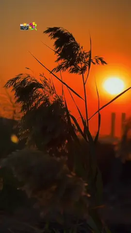 #تصويري_احترافي_الاجواء👌🏻🕊😴 #جواد_الساعدي #تصميم_فيديوهات🎶🎤🎬 #شعب_الصيني_ماله_حل😂😂 #صعدو_الفيديو 