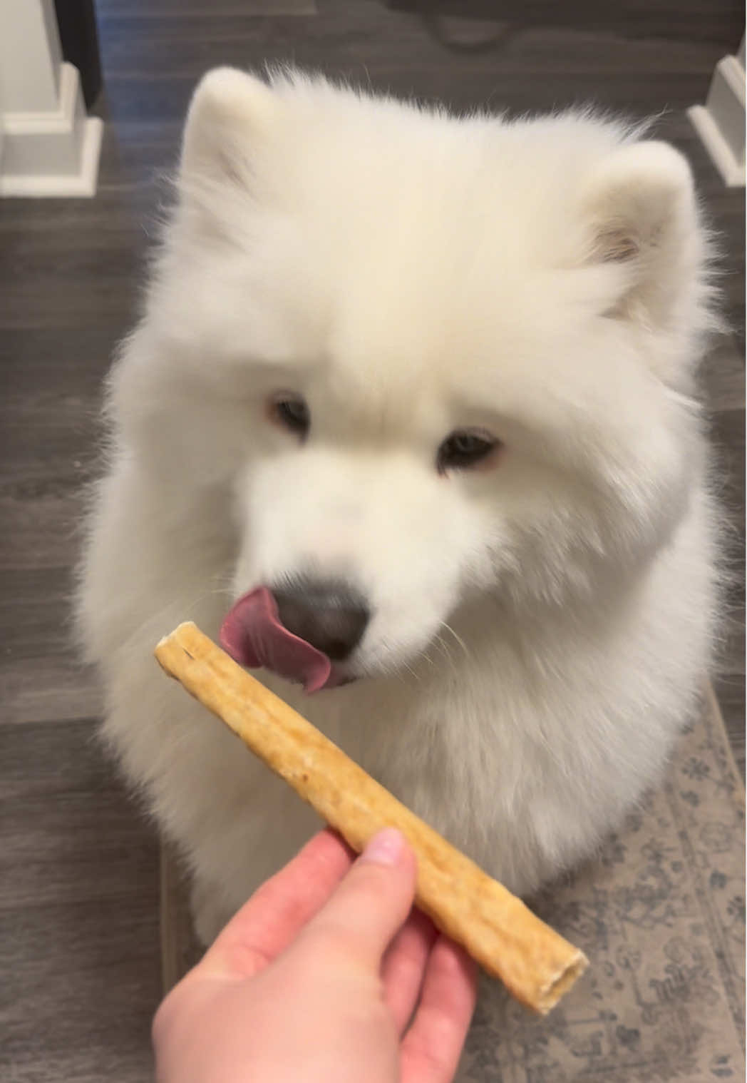 Morning crunches  #samoyed #fluffydog #dogasmr #asmr 
