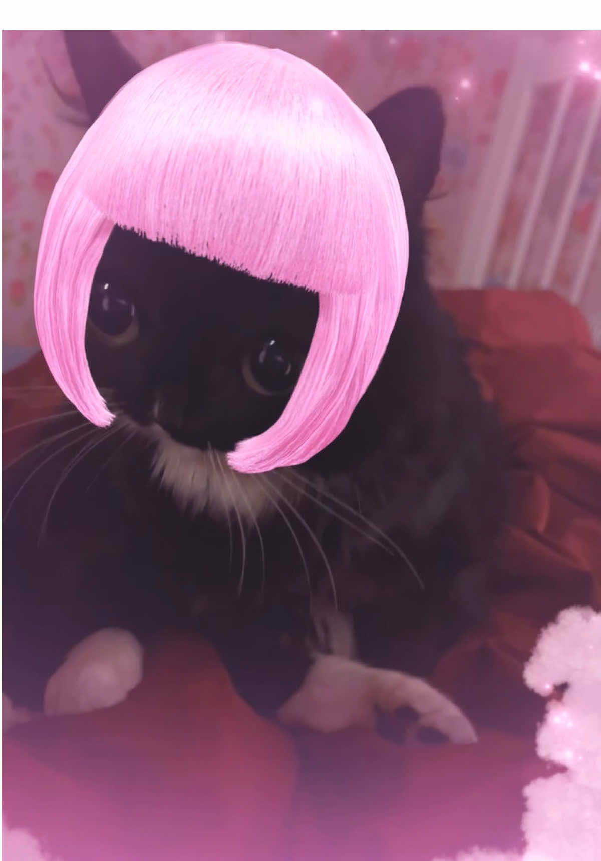 son i ❤️ u so much #soniloveusomuch #cat#fyp #fy #music 