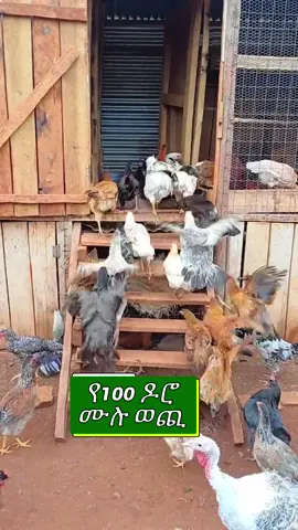 የ100 ዶሮ ሙሉ ወጪ