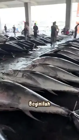 Suasana Pasar Tuna: Dari Laut ke Meja Lelang #PasarTuna #IkanTuna #LelangIkan #NelayanIndonesia #FaktaLaut
