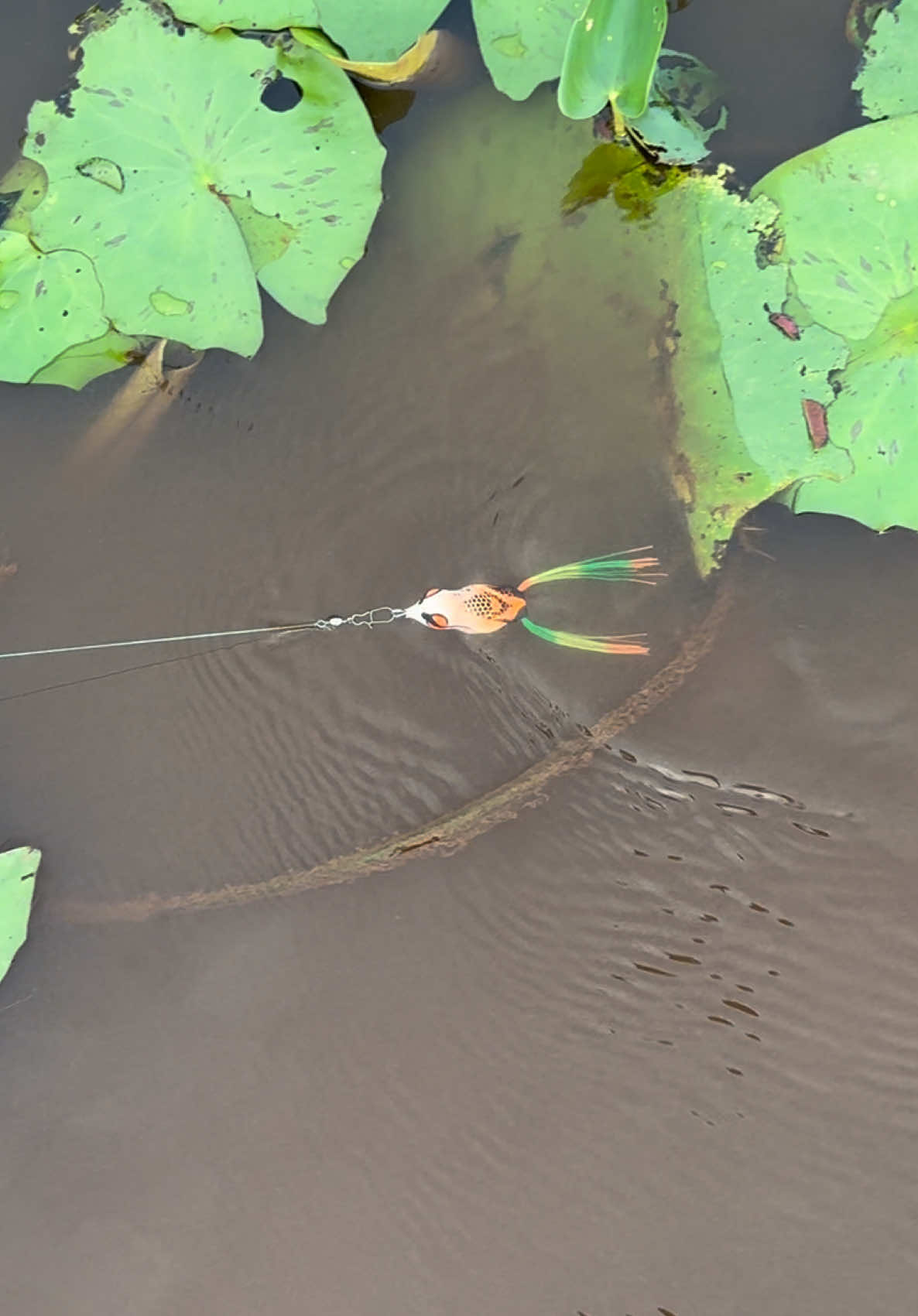 SOFTFROG SKIRT BERDIRI INTAN LURE✅✅✅✅✅ #mancing #mancingmania #softfrog #castinggabus