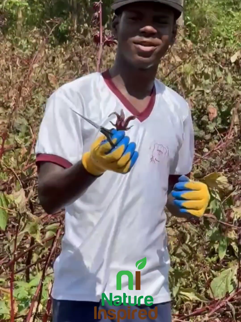 Just trying to salvage what's left after the hurricane. #hurricanemelissa #natureinspired #femalefarmer #rebuild #farminginjamaica 