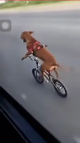 coba di pikirkan secara logika  #dog #ngakak #animals #foryou #fyp 