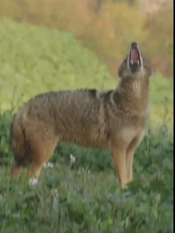 Jackal in wildlife #jackal #animals #wildlife #animalsoftiktok #howling 