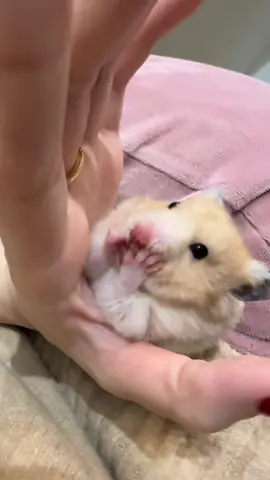 My baby ❤️i love you so much 🥰🥰 #hamster #hamsterlove #hamsterlife #littlehamster #hamster_team🐹 