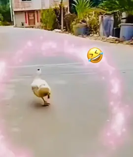 #viraltiktok #afghanistan #viralvideo #😂😂 #