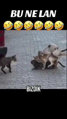 #yavuzgucluses # yavuzgüçlüses # sanatartibir # sanat+1 #hipotezX #sanatartibirfilmyapım#sanatartibirmüzik #sanatartibirmedia#sanatartibirstudio #kesfet #keşfettv #keşfetteyizzz #tiktokkeşfet #takipedin #paylaşın #beğen #beğen #paylaş #duetyap #türkiyeninenkomiğibiziz #enkralkomediburada #dahayenibaşlıyoruz #seninsesinburası #acımampaylaşırım #krallarınyeriburası #bukanalsizin #tiktokçu #replikkralı #beğenin #sadeceburada #alemdekralbiziz #kralbiziz #boşsayfalaragitmeyin #sadecesizinsayfanızburası #burasısizinbaşkasayfayok  #orjinalsayfa #theoriginal #sınırsız  #dahakomiğivarsaorayagit #trdetekiz #bizbizeyiz #sadececomedy #komediningerçekismibiziz #tekvegerçekkomediburada #yalnızlarındeğiltopluluklarınsayfasıyız 