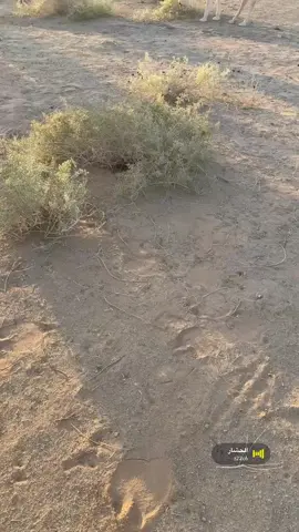 الذود #الوضح_عطايا_الله #البل #fyp #اكسبلورexplore #🔥🔥🔥🔥🔥🔥🔥🔥🔥🔥🔥🔥 