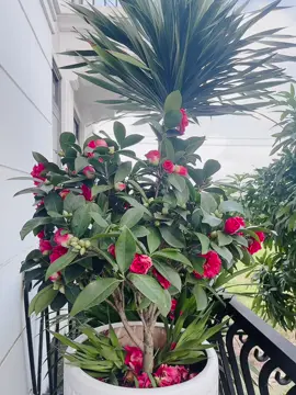 Ngoại ô yên bình !