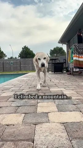 Some mountains you climb together. Others you pass the leash and watch them run #dogsoftiktok #dogs #labrador #doglife 