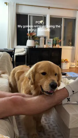 The drama #goldenretriever #dogs #funnydog #dramaticdog 