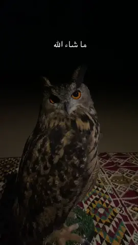 #الشعب_الصيني_ماله_حل😂😂 #مالي_خلق_احط_هاشتاقات #الكويت #شيعة #kuwait     الطور اللامي 