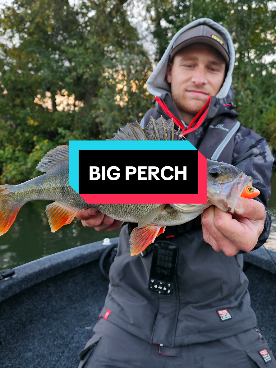 Ce n’est pas un poisson que je pêche souvent… à tort je pense. Quel plaisir quand une 40+ de rivière se montre 🤩💥 @Fox Rage  #pêche #fishing #lurefishing #perch #peche 