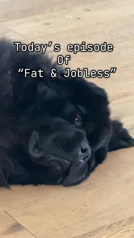 Kuzco wants you to know he’s not fat, just fluffy and heavy boned 🤣 (which is actually true lol) // Kuzco dice que no está gordo, que está fuertecito #newfie 