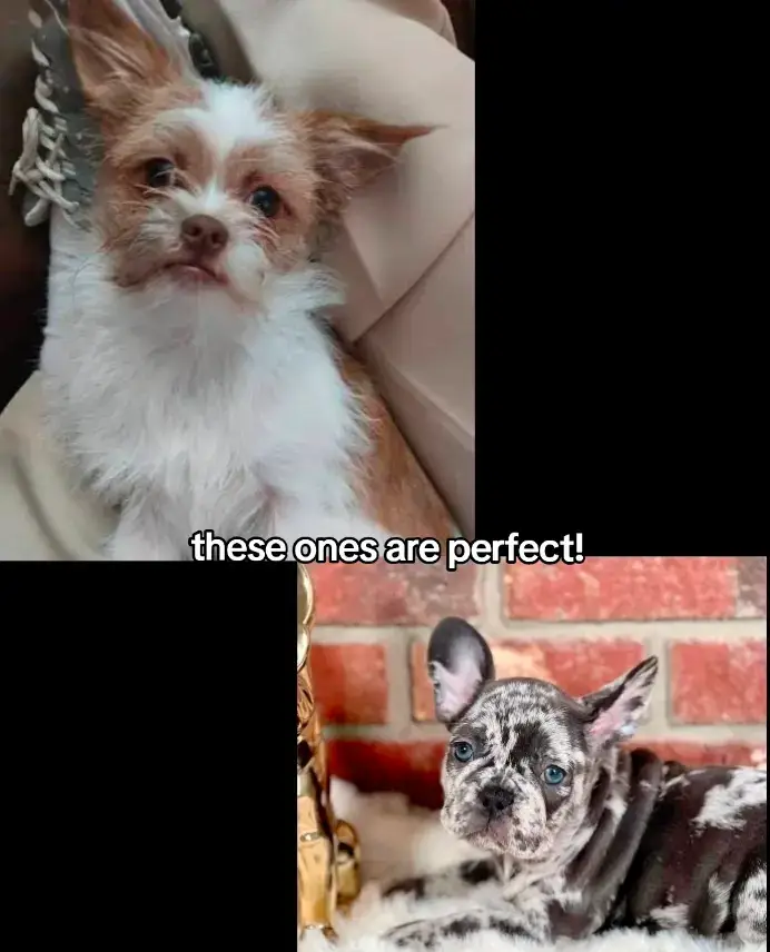 my wabi Sabi babies🩵💚...@✝️ROXANNE✝️ @𝕂𝕪𝕝𝕚𝕖 ..#FFYPFYPFYPFYOFYPFYPFYPFYPFYPFYPFYP #FFYPFYPFYPFYOFYPFYPFYPFYPFYPFYPFYP #FFYPFYPFYPFYOFYPFYPFYPFYPFYPFYPFYP #FFYPFYPFYPFYOFYPFYPFYPFYPFYPFYPFYP #FFYPFYPFYPFYOFYPFYPFYPFYPFYPFYPFYP 