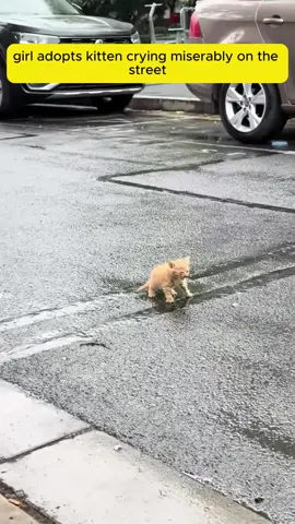 #animals #thank #loveanimals #rescue #cat 