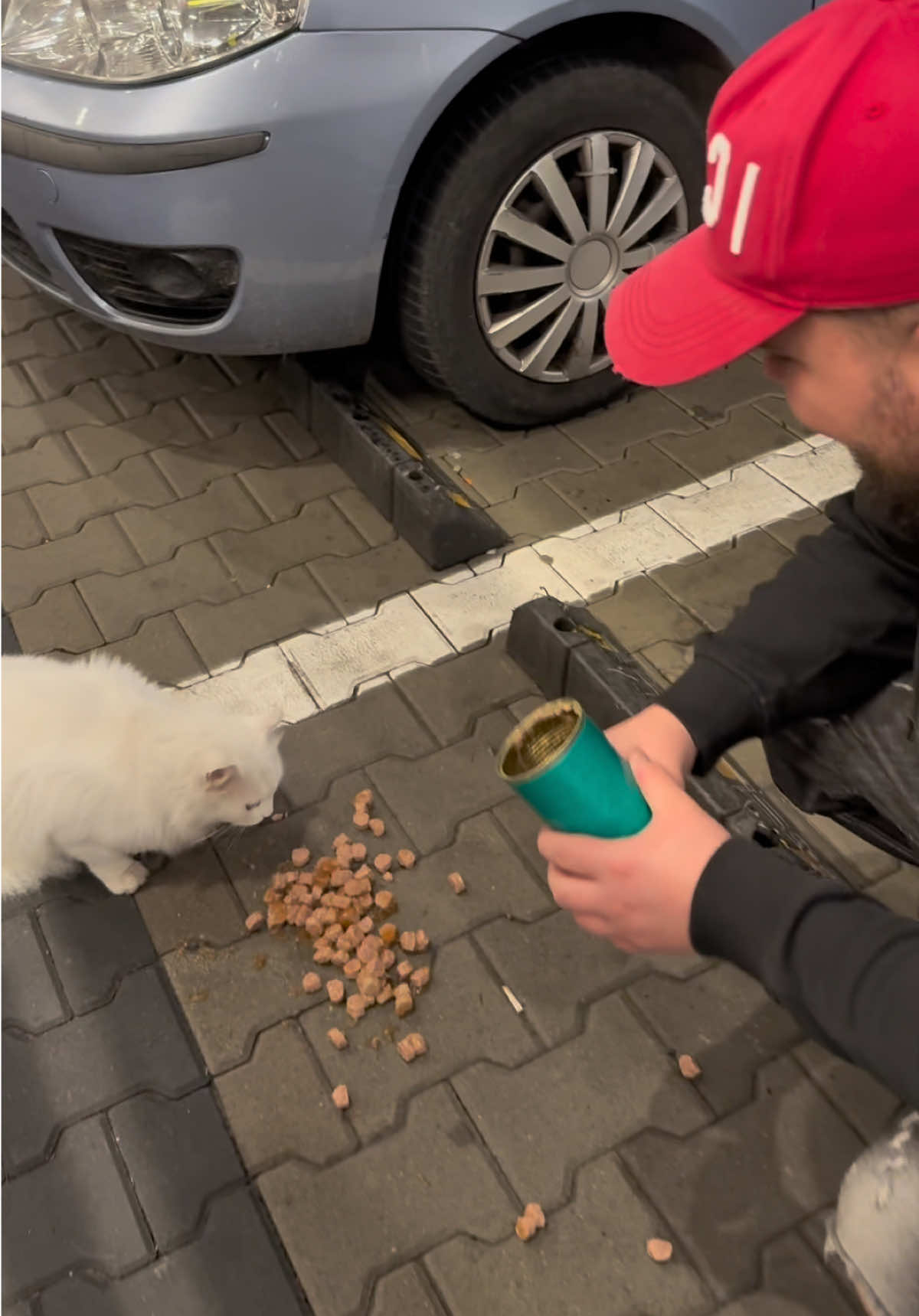 E gratis sa ajuti o pisica sau un caine de pe strada. Trebuie doar sa apesi pe plusul din dreapta 😬