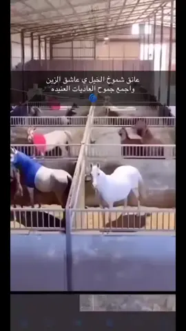 #خيل_عربي_اصيل #نجران #fypシ゚ #اكسبلوررررررررر #مشاهير_تيك_توك 