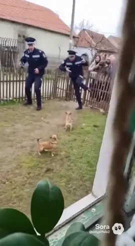 Poliția română 🇷🇴#comedie #funny #viral #politia #umorromanesc 