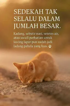mudah2an dengan sedekah ke hewan paling lucu sedunia bisa menghapus dosa kita aminnnn#creatorsearchinsights #catlovers 