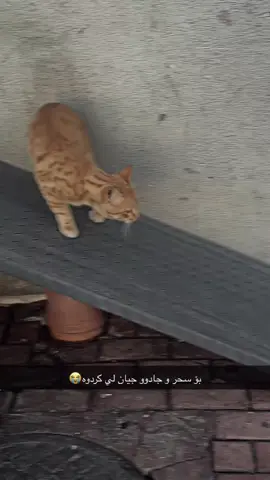 #👻karoy7aji👻 سناپه كه م ئه دكه ن ئه زيزن#600hornet #slemani 