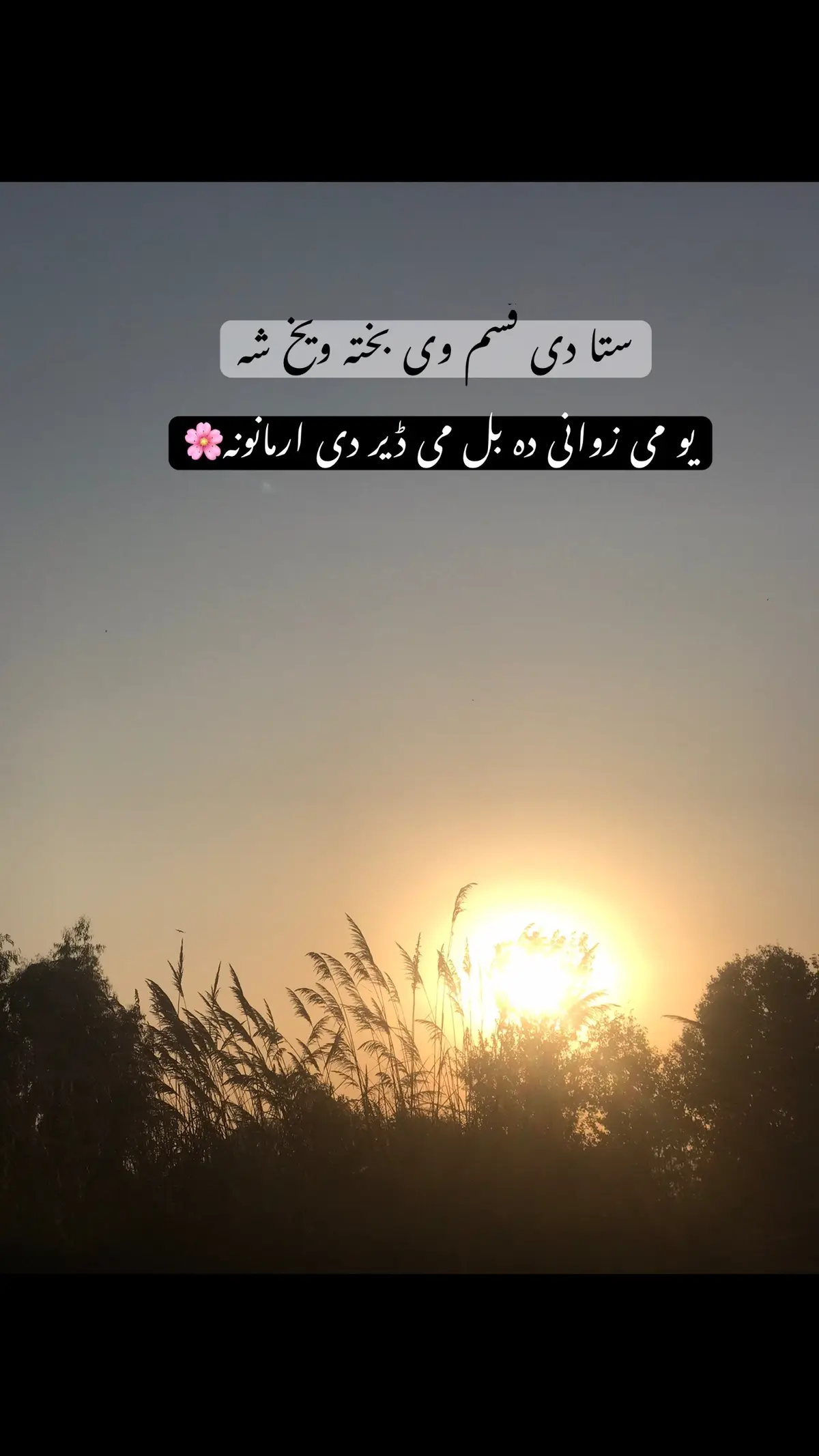 #pashtolines #lewana #janan #viral #unfreezemyacount 