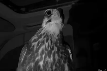 🚶🏻‍♀️. #فلاح_المسردي #اكسبلورexplore #axplor 