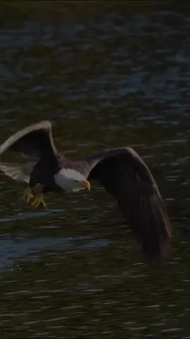 Assalamu'alaikum #fyp 