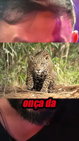 Onça do Pantanal X Onça da Amazônia #onçapintada  #biologohenrique #animais #bichoesperto #biologo
