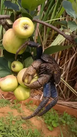 The smart coconut crab is breaking apple #coconutcrab #crabvideo