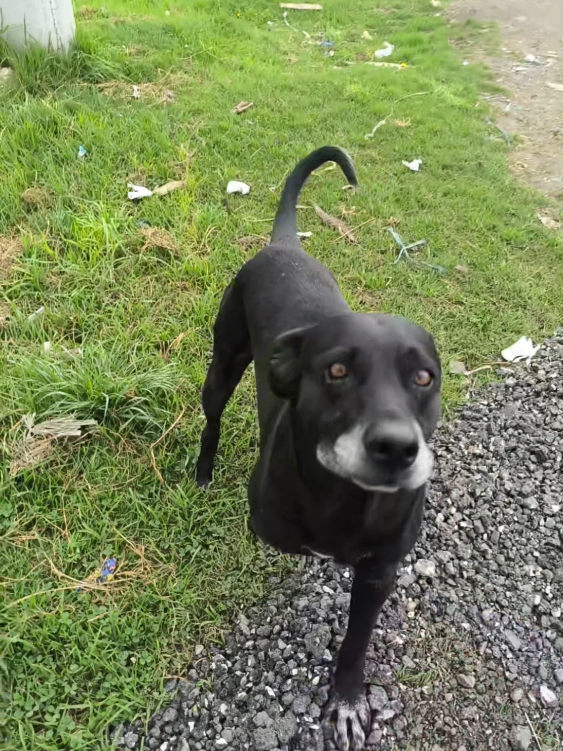 #conciencia #adopta #liveahoramismo #latina