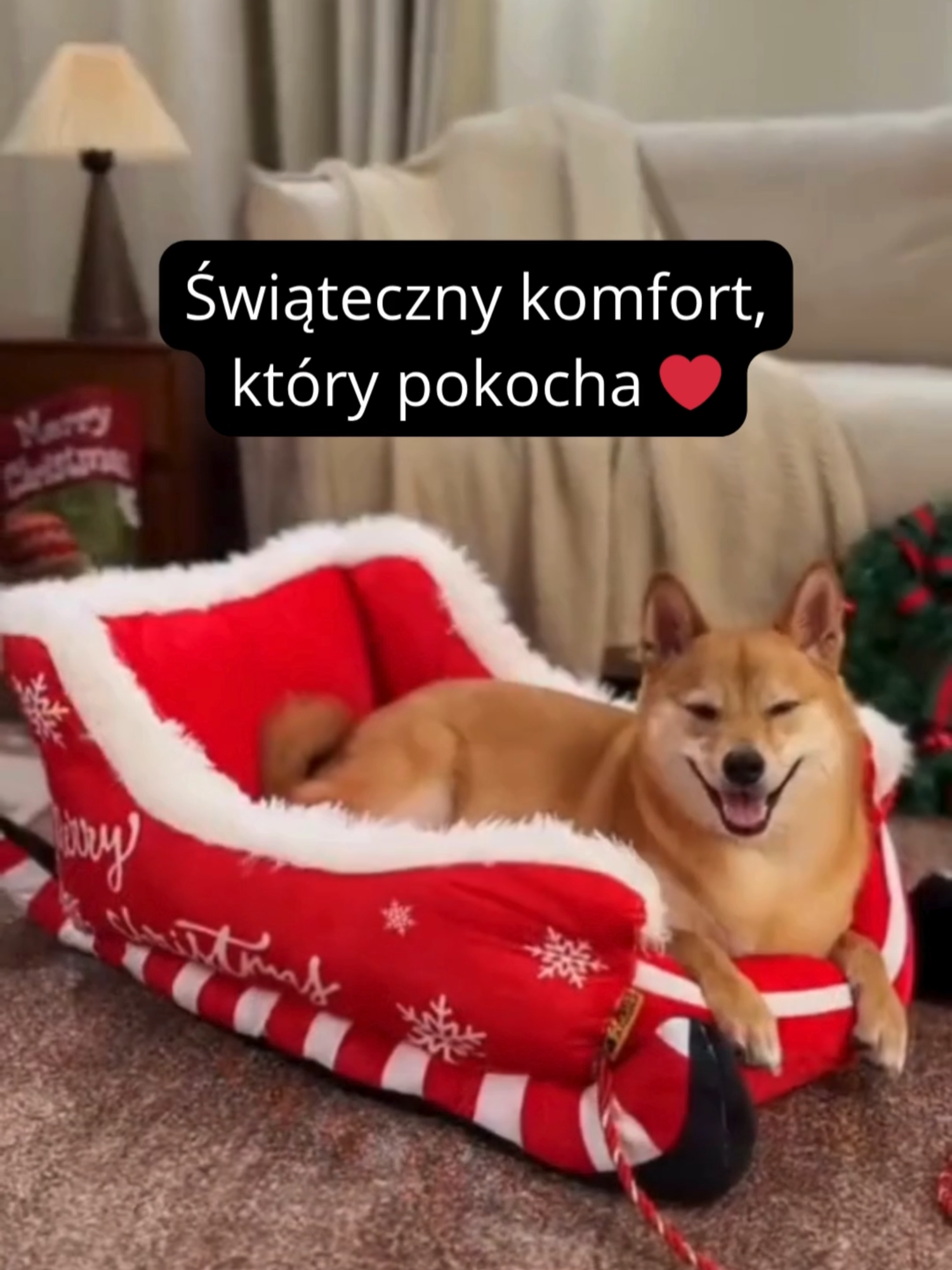 Rozmiar ma znaczenie 🐶✨ Czas na legowisko, które naprawdę pasuje 🎄❤️#prezentdlapsa #swieta2025 #christmasdog #świątecznedekoracje #kotki #piesek #słodkiekotki #legowiskodlapsa #świątecznyprezent