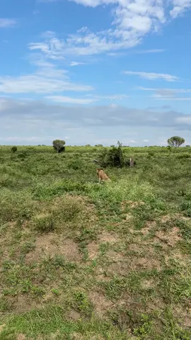 Jacob fathers the biggest number of lions in queen elizabeth national park. #nature  #travel 