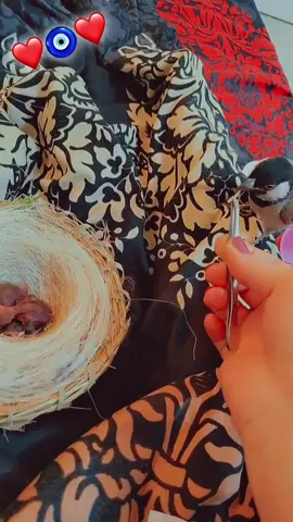 #lulu.313a1 #بلابل_ديالى_العراق  #بلابل_ابيض_الخدين  #بلابل_العراقيه  #اللهم_صل_على_محمد_وآل_محمد 