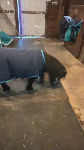 These boys keep me on my toes 🥰🤎 #cricket #jasper #peter #farmlife 