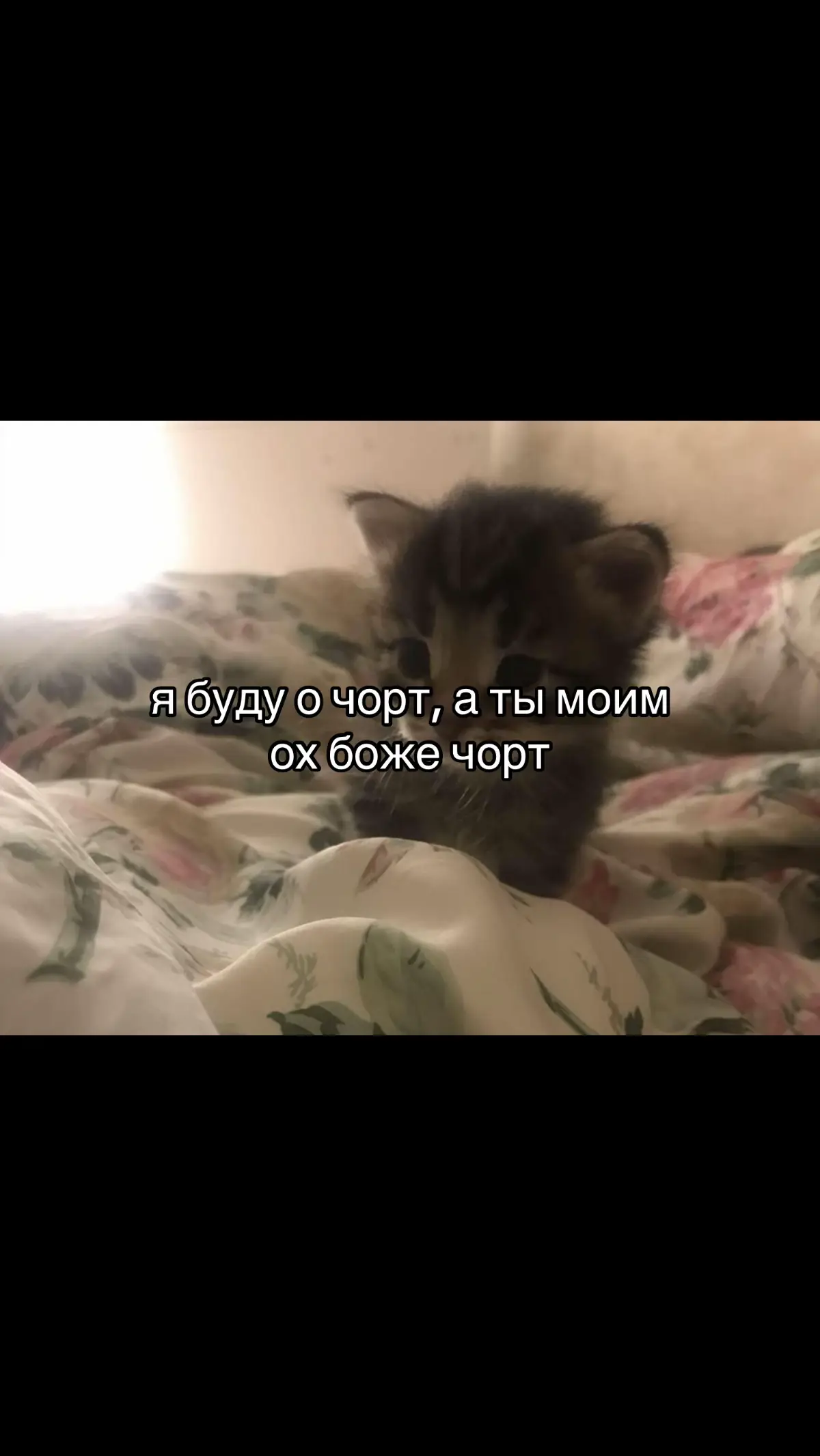 @dorks #fup #on #щитпост #мяу?мяу?мяу???мяу??????мяу?мяу? #рекомендации 