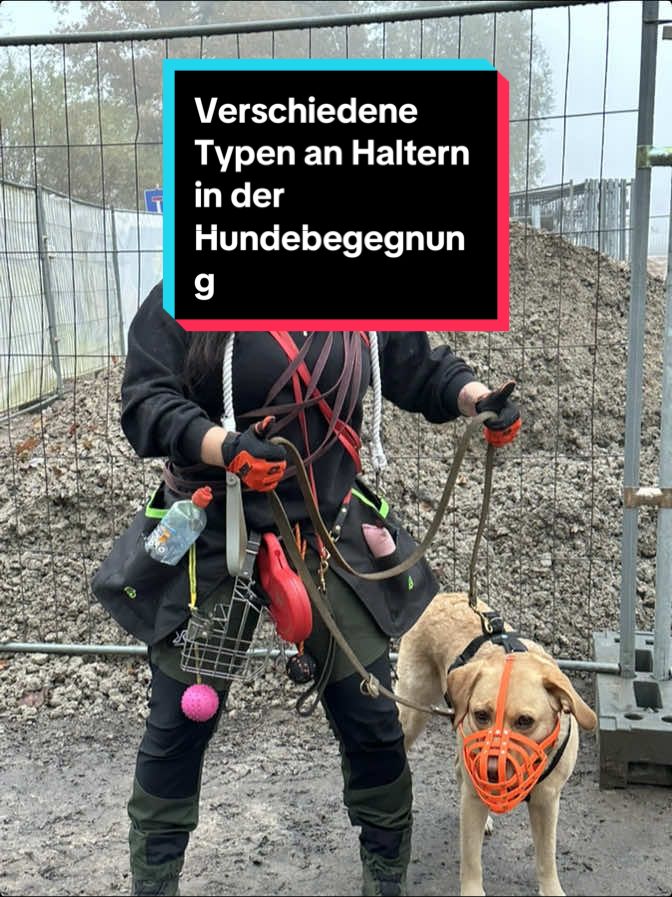Verschiedene Typen von Haltern bei Hundebegegnungen 🤪🤪 Welcher Typ seid ihr? Welcher Typ fehlt noch? (Brauchen Stoff für Fortsetzung) 🤡🤡 Nehmts mit Humor 👻🤡 Wer empört sein möchte (warum auch immer bei einer Parodie) darf einfach weiter scrollen. Dieses Video dient der Unterhaltung 🤪 #funny #satire #hund #labrador #malinois   
