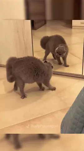 #cat #catsoftiktok #funnycats #catlover 