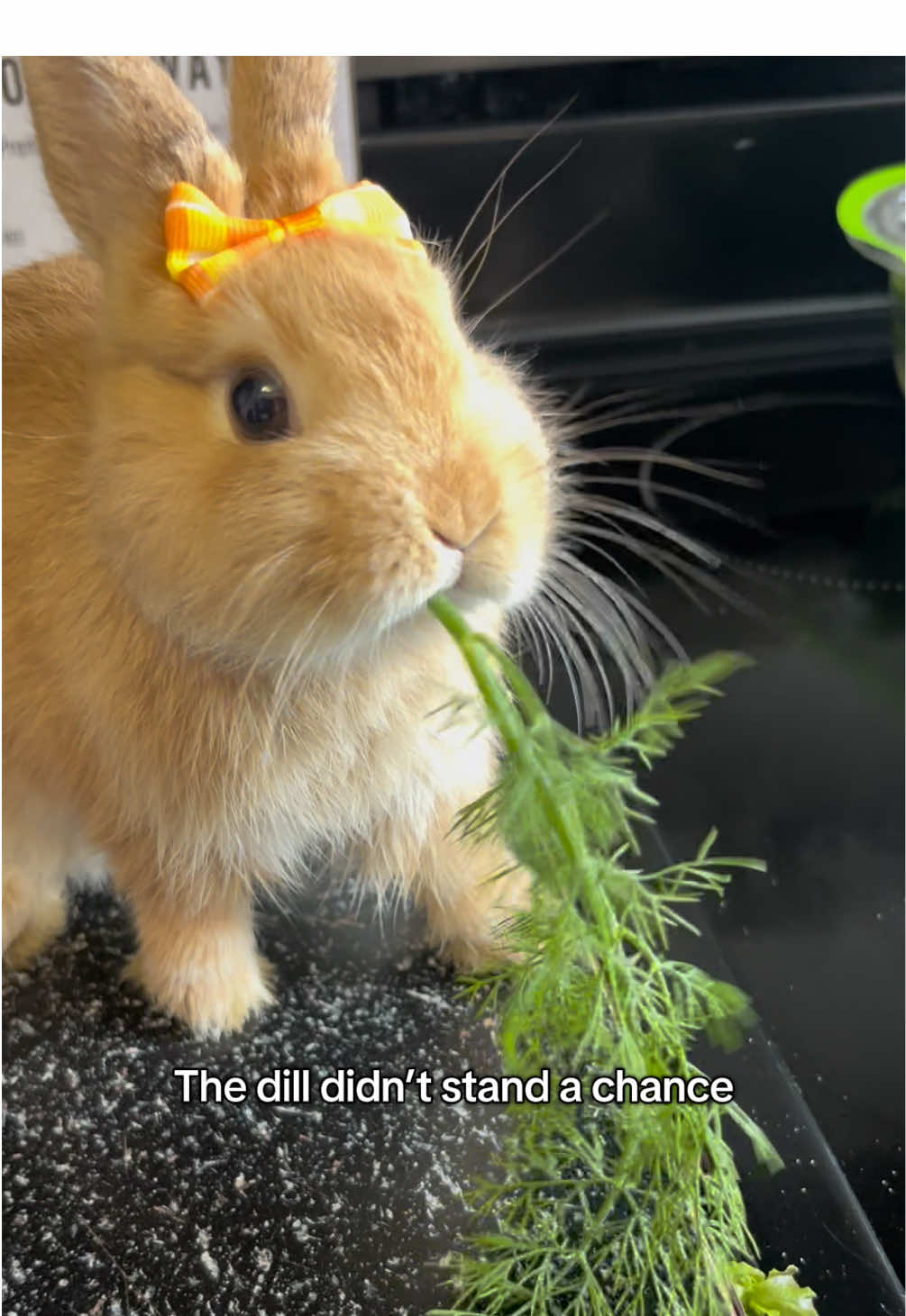 Belle featuring Dill #cute #bunny #rabbit #netherlanddwarf #PetsOfTikTok 