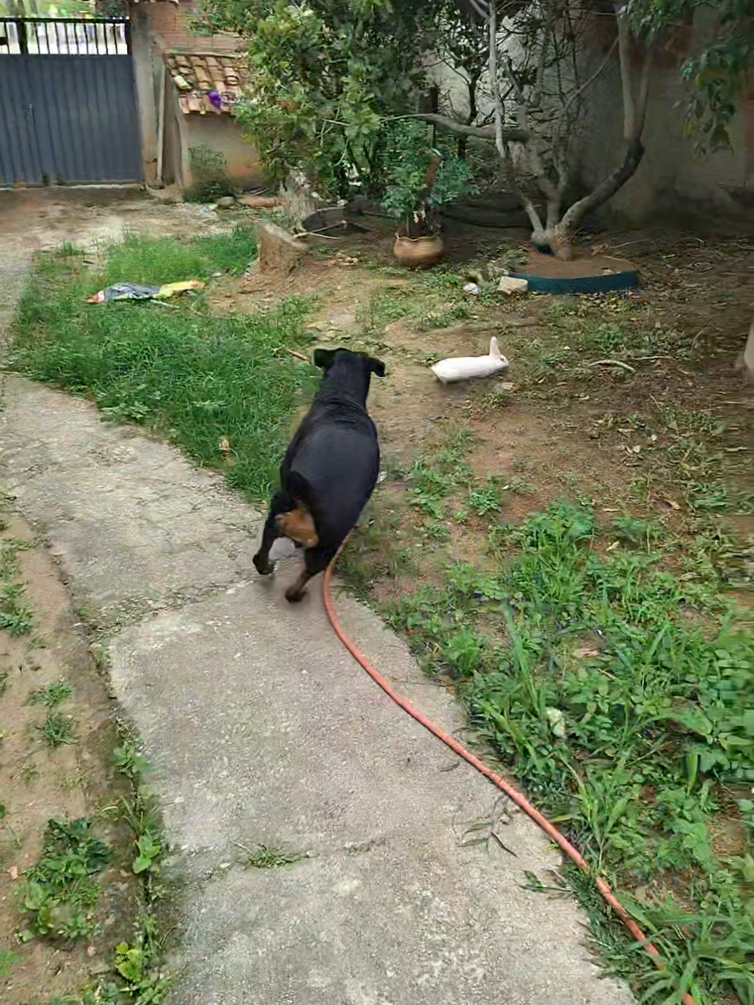 quase era uma vez um coelho... #fypシ゚ #cachorros #perseguicao #coelho #fouryoupage 