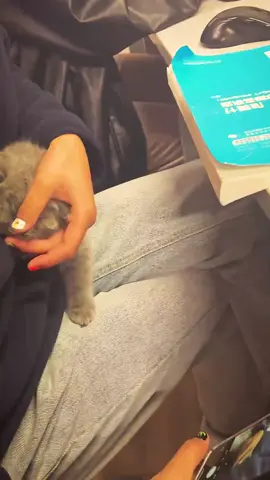 My cat classmate #catsoftiktok #cat #fyp #catlover 