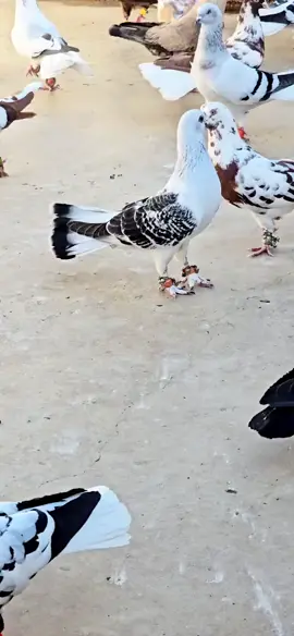 #صلوا عالحبيب#محمد #لايكومتابعه 🥰#